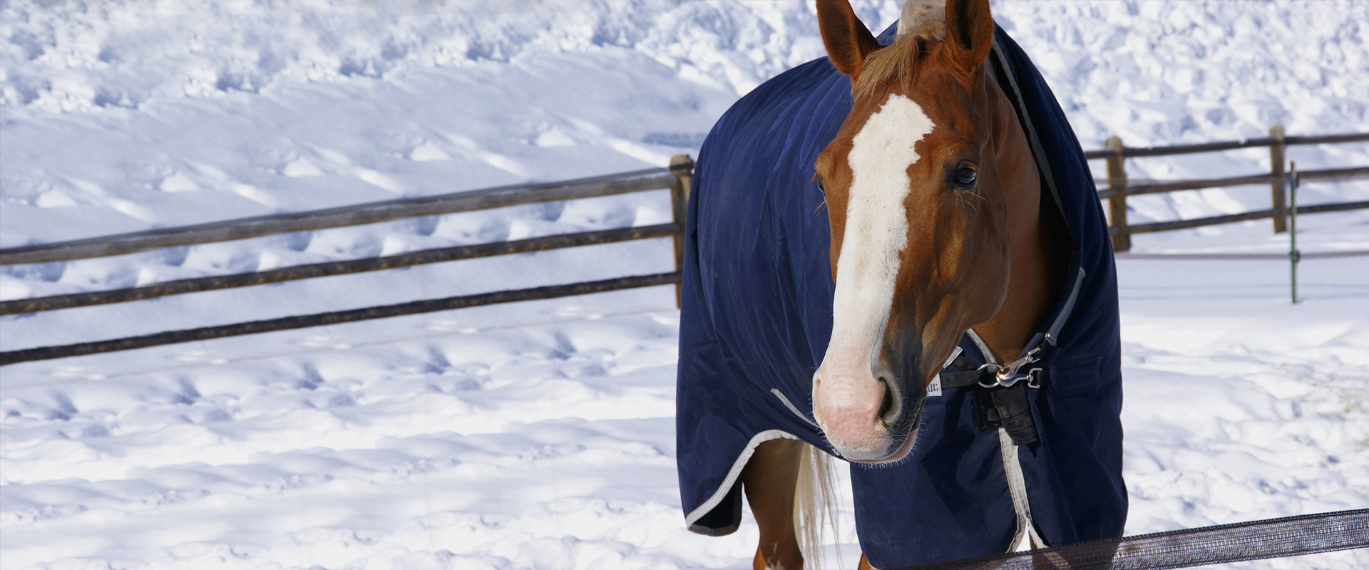 Bar BJ Products Horse Products for Your Next Show