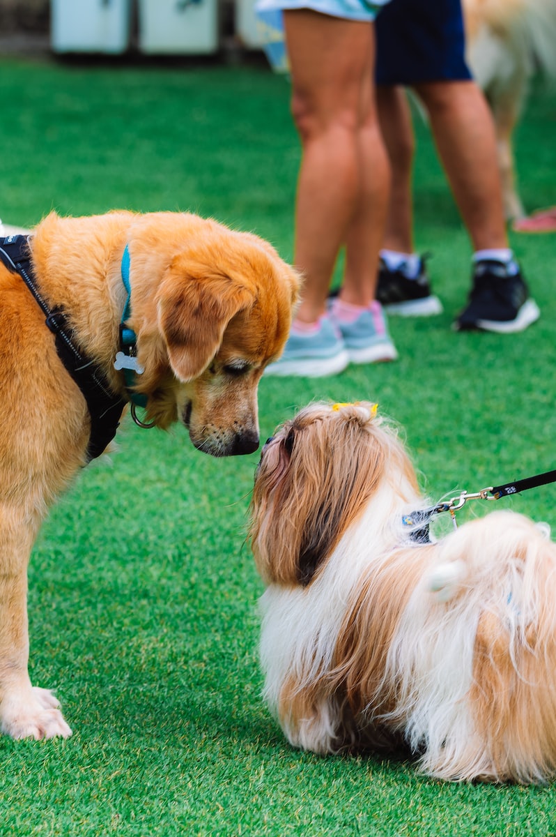 brown and white long coated dog on green grass field during daytime. Dog coats.